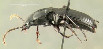 Media type: image;   Entomology 600480 Aspect: habitus lateral view
